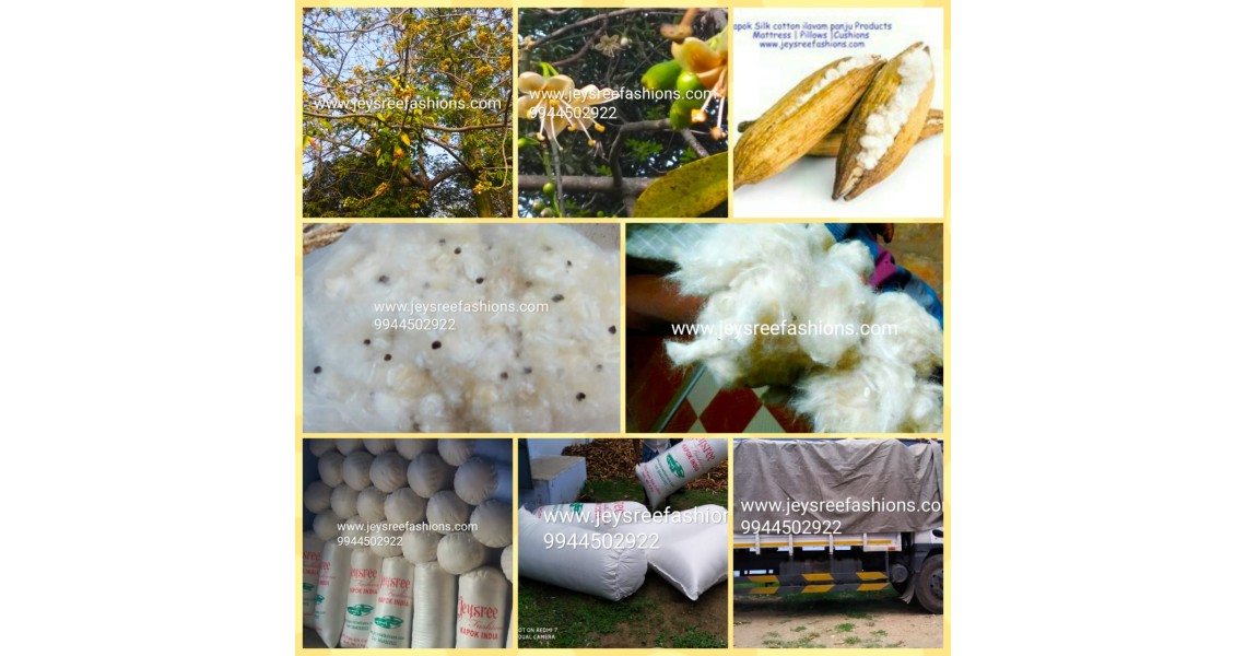 Kapok Life cycle All stages of kapok